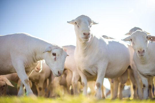 Dorper Sheep Flock Grazing in Sunny Pasture Low Angle View