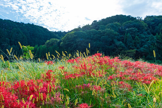 Beautiful autumn landscape in rural Japan featuring vibrant red spider lilies and green foxtail grass with mountains under a cloudy blue sky