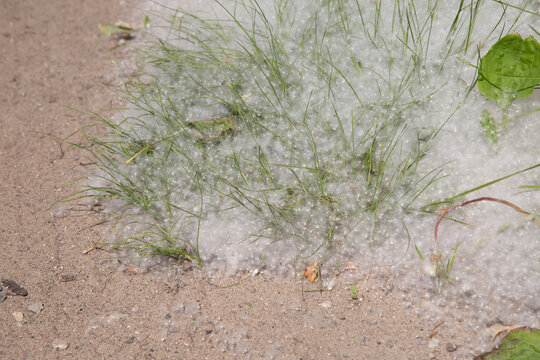 Poplar fluff on the ground. Allergy to poplar fluff.
