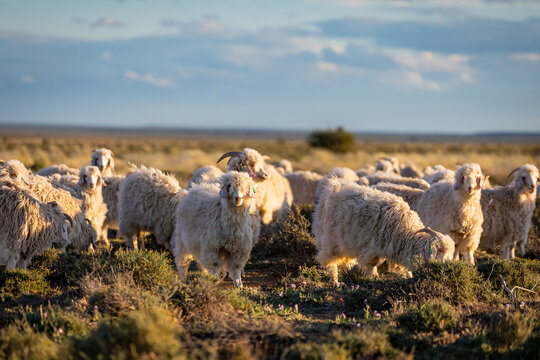 Herd of Angora Goats Grazing on Open Karoo Scrubland