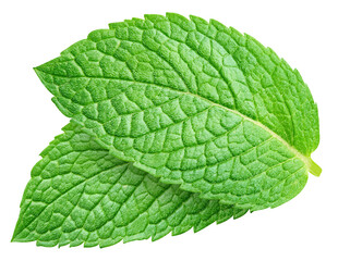 Mint leaf isolated with clipping path © URSA Star