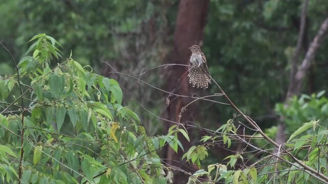 Male and Female Plaintive Cuckoos Showing Arrival, Mutual Orientation, Approach and Spacing Behavior, Palawan Philippines
