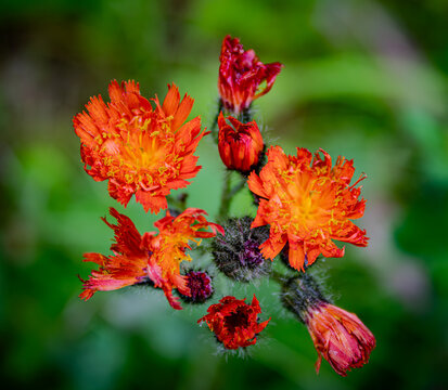 Cluster of vivid orange hawkweed flowers (Pilosella aurantiaca) blooming in a lush green meadow. Close-up botanical photography with rich colors and natural background.