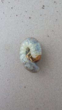 White grub worm pest pulsating on pavement
