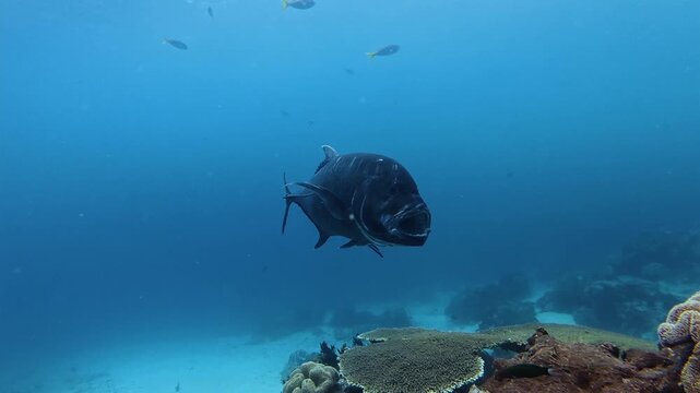 Giant Trevally With Open Mouth Near Coral Reef