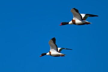 Brandgänse im Flug in der Morgensonne (Tadorna tadorna) © Karin Jähne
