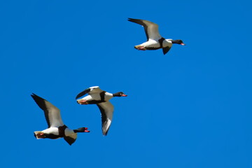 Brandgänse im Flug in der Morgensonne (Tadorna tadorna) © Karin Jähne