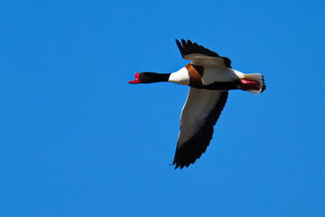 Brandgans Männchen im Flug in der morgensonne (Tadorna tadorna) © Karin Jähne