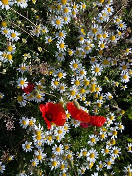 Wiese mit Sommerblumen
