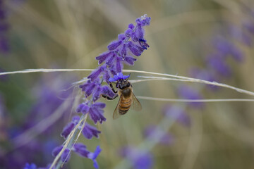 Ape mellifera su fiore di Perovskia salvia russa o di lavanda © lorenzomarino_jpg
