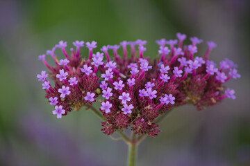 Obraz premium Fiore di Verbena bonariensis verbena brasiliana