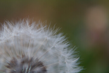 Soffione fiore di tarassaco macro primo piano infiorescenza © lorenzomarino_jpg