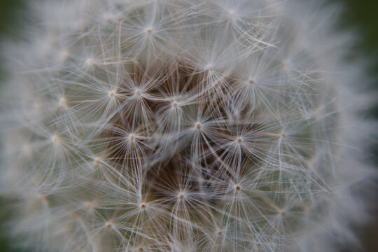 Soffione fiore di tarassaco macro primo piano infiorescenza