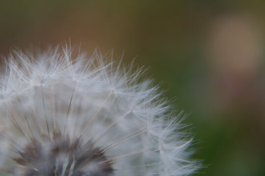 Soffione fiore di tarassaco macro primo piano infiorescenza