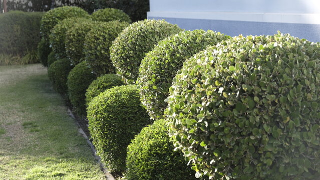 Horizontal shot of a neatly manicured row of green boxwood shrubs trimmed into round shapes in a garden path.
