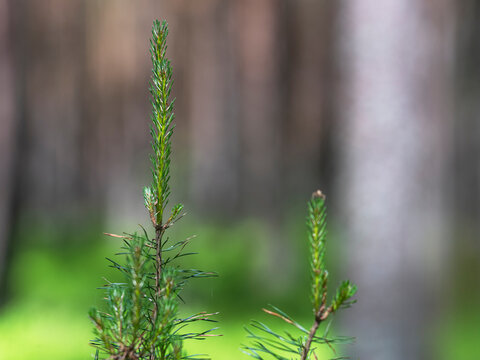 Young shoots of a pine tree. Spring season.