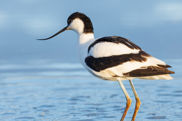 Obraz premium A Pied avocet in the water searching for food, in its natural environment