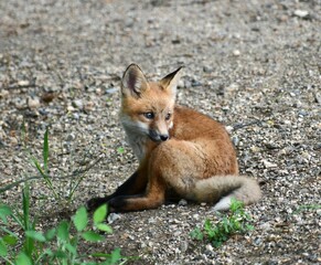 Fototapeta premium red fox vulpes kit pup adorable
