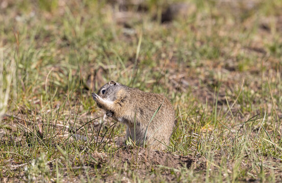 Cute Uinta Ground Squirrel in Springtime in Yellowstone National Park Wyoming
