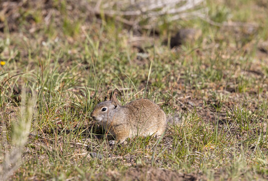 Cute Uinta Ground Squirrel in Springtime in Yellowstone National Park Wyoming