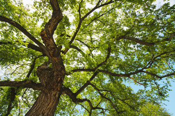Fototapeta premium Twisting tree trunk with wide green canopy