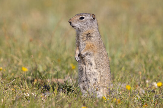 Cute Uinta Ground Squirrel in Springtime in Yellowstone National Park Wyoming