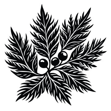 Black and white of a juniper berry sprout