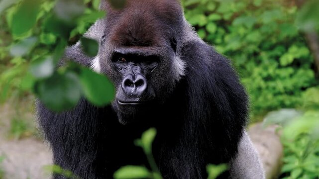 close up, silverback gorilla, lush greenery, wild setting, mature male gorilla, silver back fur, dark skin face, deep set eyes, calm expression, intense gaze, broad nose, large head, thick neck, 