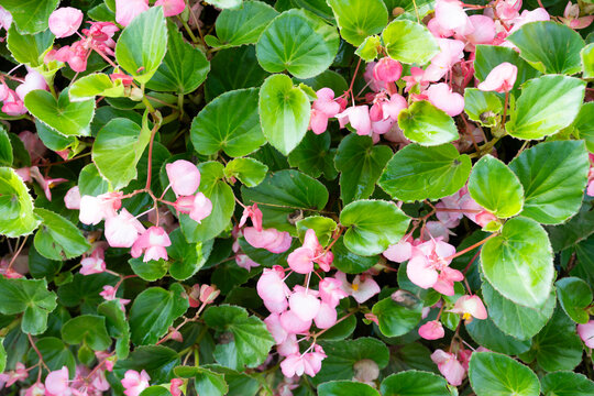 Pink Begonia flower, Begonia semperflorens.