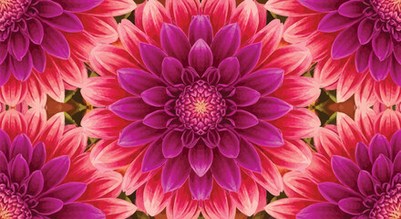 Obraz premium Vibrant Pink and Purple Dahlia Flowers Pattern Background