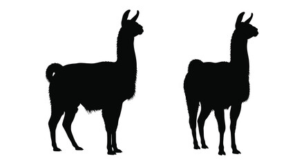 Llama Silhouette Against A White Background Two Views © Sonia512