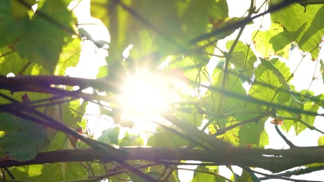 Sunlight Through Green Vine Leaves and Branches
