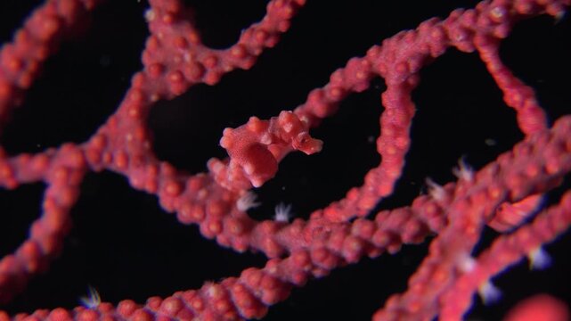 Pygmy seahorse on red coral, underwater scene