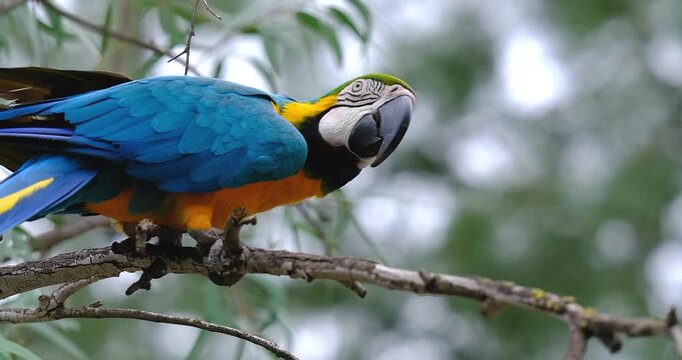 close up, colorful blue and yellow macaw, sitting on branch, parrot close up, vivid plumage, blue wings, yellow chest, white face patch, curved black beak, dark eye, eye ring visible, feathers texture