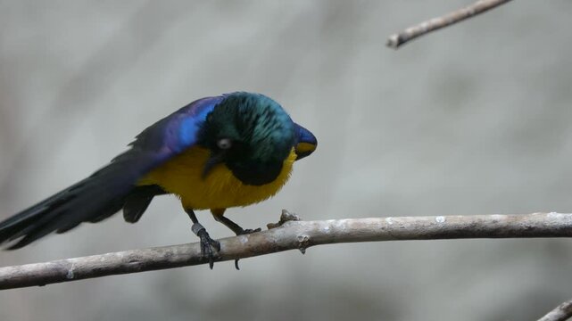 blue tit, perched on branch, small bird, blue cap, yellow chest, black eye stripe, greenish back, tiny beak, delicate feet, gripping twig, thin branch, spring setting, garden bird, woodland 