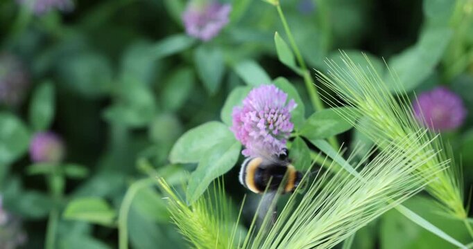 Slow motion close-up of a bumblebee pollinating flowers in spring.