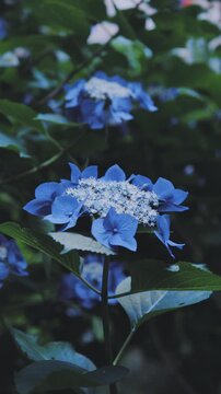 【高幡不動尊あじさいまつり】雨に濡れる美しい青いガクアジサイのクローズアップ