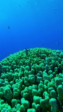 Vertical footage, School of tropical fish of different species swim over hard coral colony Porites in turquoise water on a sunny day, Slow motion, Close-up of Porites corals in coral garden