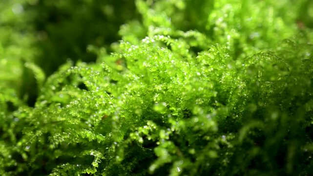 Moss close up with sunlight shining through. Green moss illuminated by sunlight in forest.