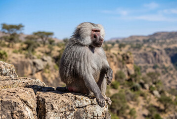 Fototapeta premium Hamadryas baboon sitting on a rocky cliff in the wild