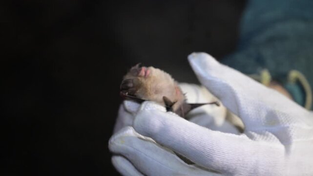 Scientist holding a bat with gloved hands. Researcher examining a bat in the cave. 