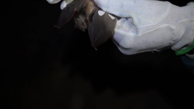 Scientist holding a bat in hand while examining it in a dark cave. Wildlife researcher inspecting a small mammal inside a dark underground cavern.