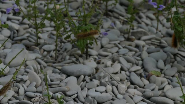 Bright Orange Caterpillar Feeding on Green Leaves