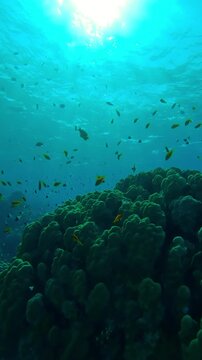 Vertical footage, School of bright orange Anthias swims over hard coral Porites colony in backlit, Slow motion of shoal of Sea Goldie or Lyretail Anthias, Orange Basslet, Pseudanthias squamipinnis 