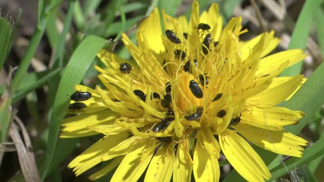 Pollen Beetles (probably Meligethes aeneus) on a Hawkweed flower. June, Kent, UK [Half speed]