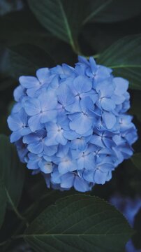 雨上がりに美しく咲く高幡不動尊の紫陽花
