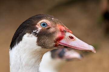 Profile Portrait of a Muscovy Duck Head with a Striking Blue Eye © Denise