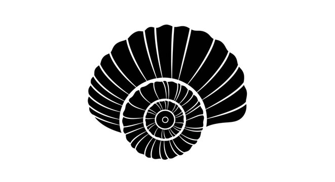 Black and white nautilus shell spiral.