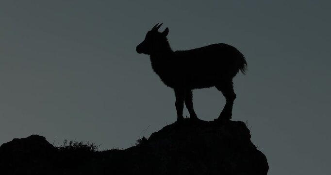 Young ibex in the mountains at sunrise, golden hour morning light.