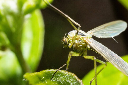Macro of a green Tipuloidea  Mayfly crane fly